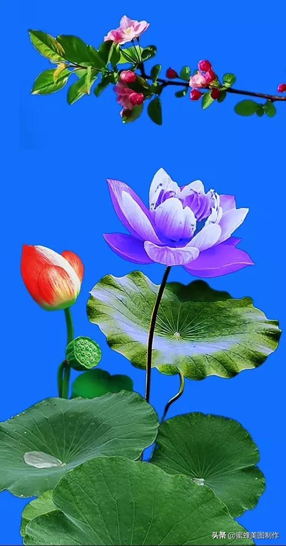 鲜花，因盛开而芬芳，因走过而醉人