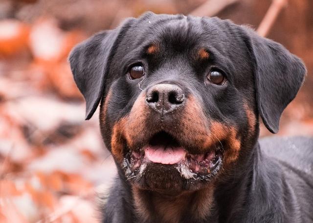 罗威那犬 罗威那犬（洛威拿犬） 动物