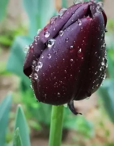 黑色郁金香的花语图片
