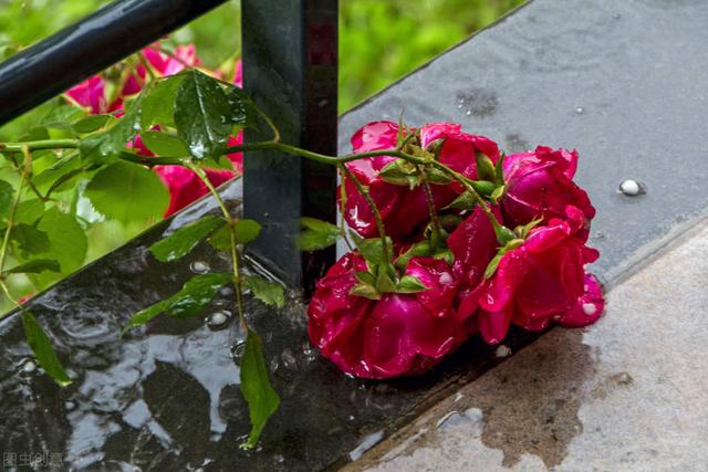 风雨何以惹得花落泪？