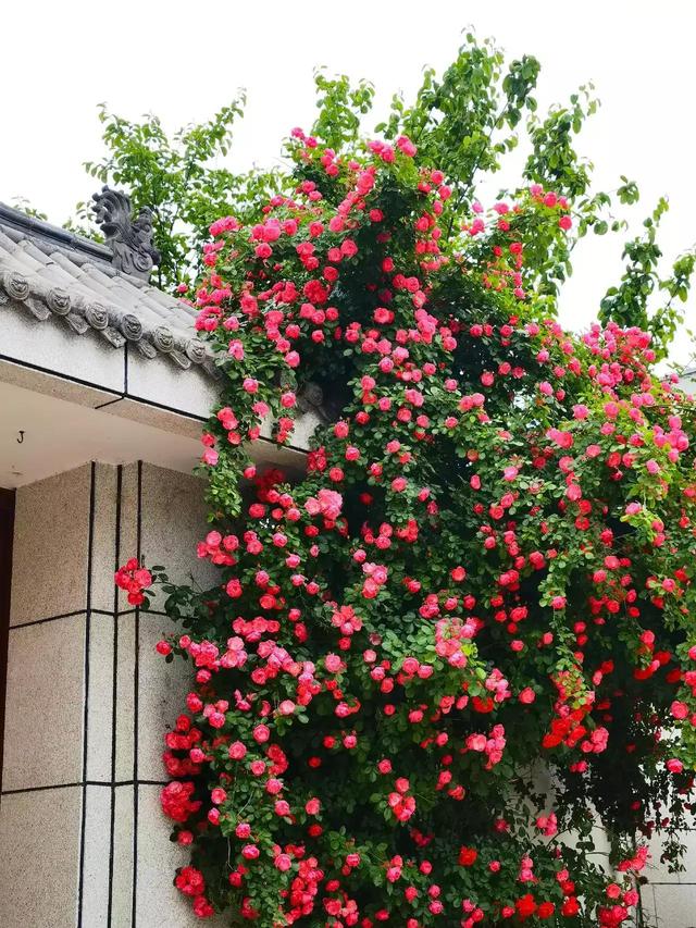 千万春花次第开