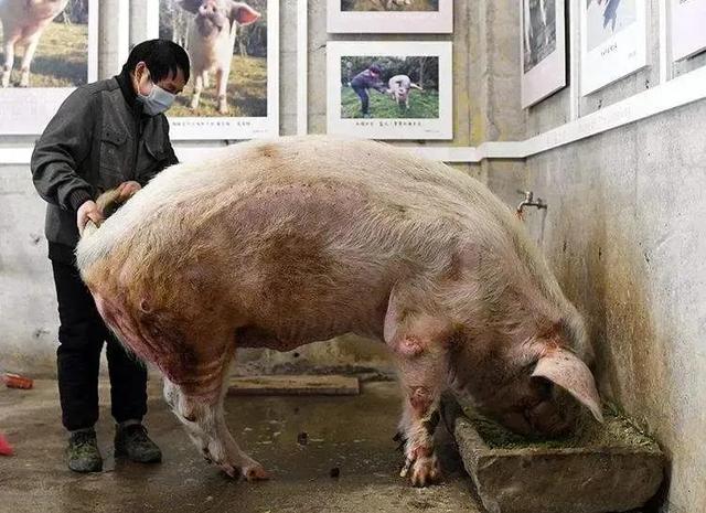 给人或文物建博物馆屡见不鲜，给猪建展厅惊世骇俗！为什么呢？
