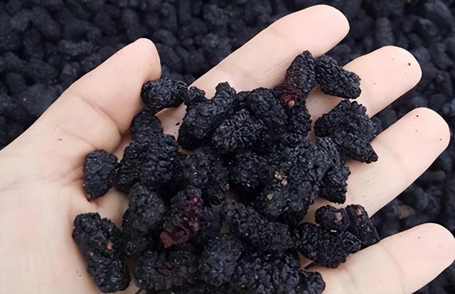 桑葚干泡水，应该用开水还是温水？适量饮用，有哪些好处？