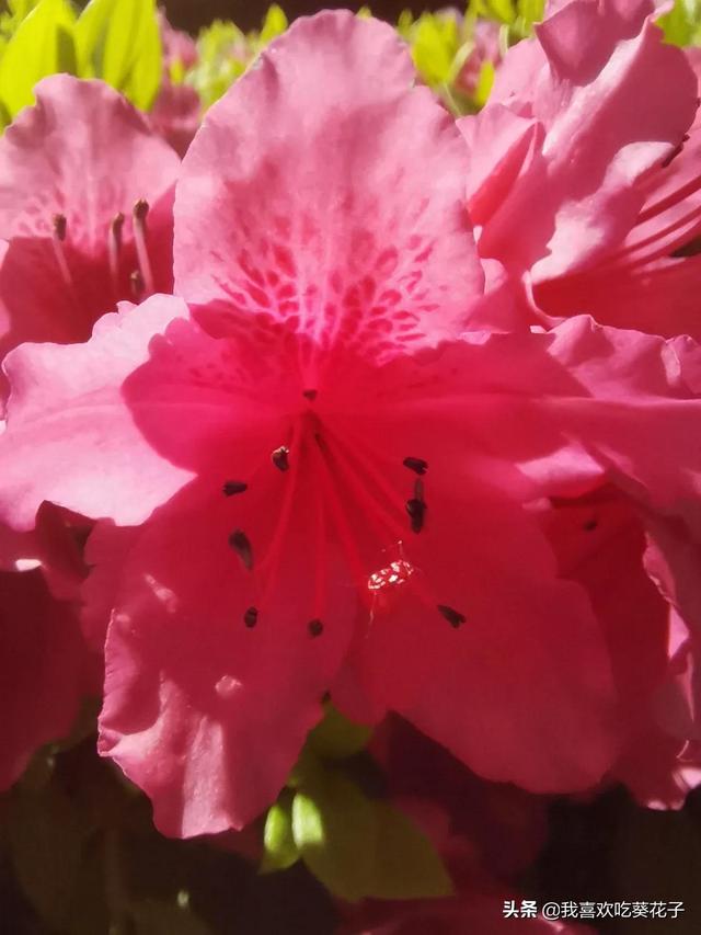 只为杜鹃来开花