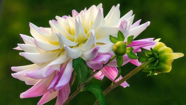 花的世界，芬芳美丽；醉了眼眸，美了心情