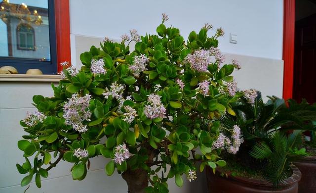 客厅最旺宅的大型植物 客厅最旺宅的大型植物  天堂鸟 生活