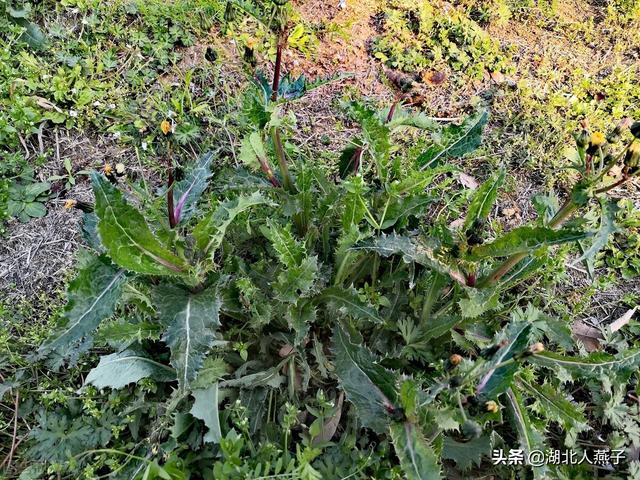 春天的野菜