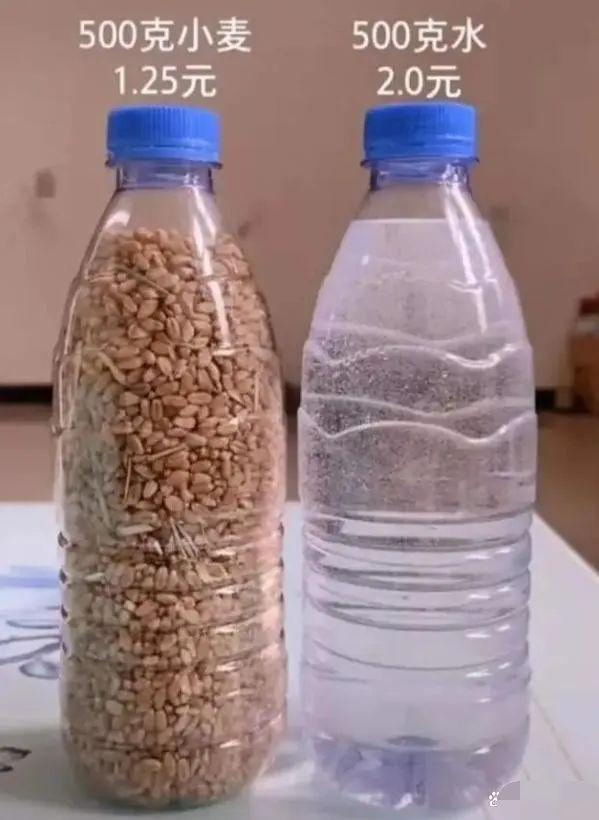 小麦青储疑云，把没熟的麦子割了怎么可能更赚钱？