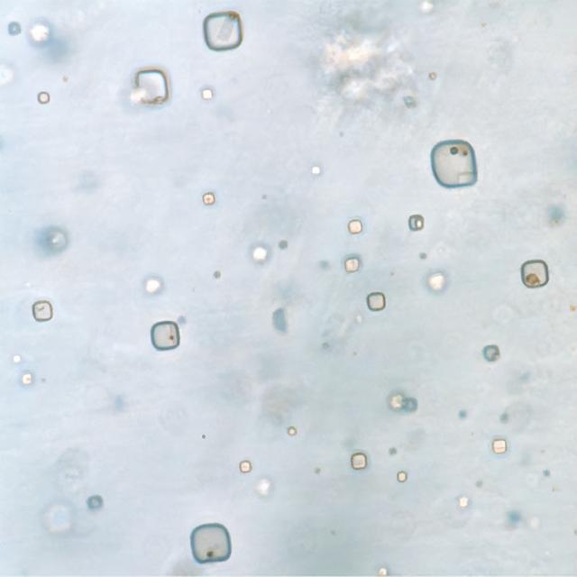 澳大利亚石盐中发现 8.3 亿年前的微生物