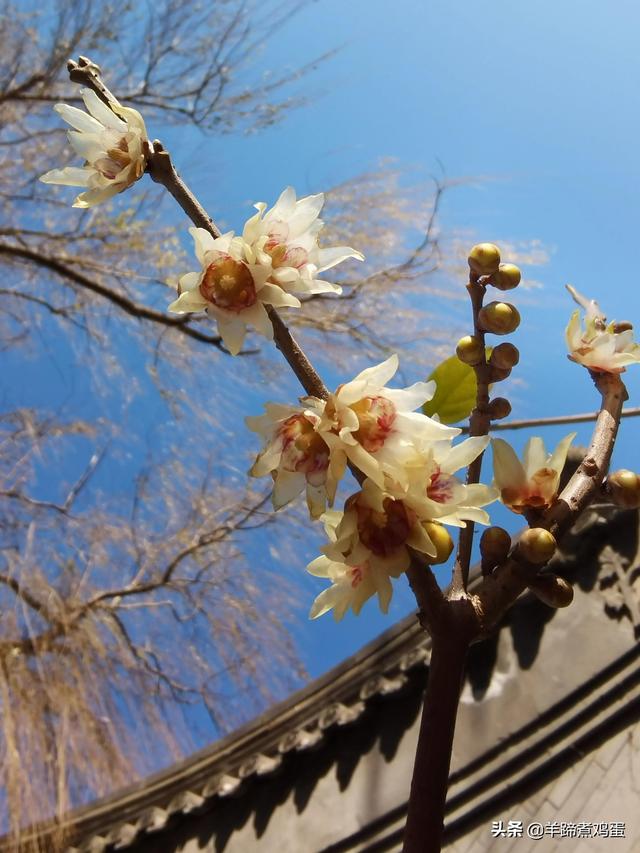 未等冬寒至 梅已報春香——北京中山公園臘梅提前綻放 盡顯芬芳
