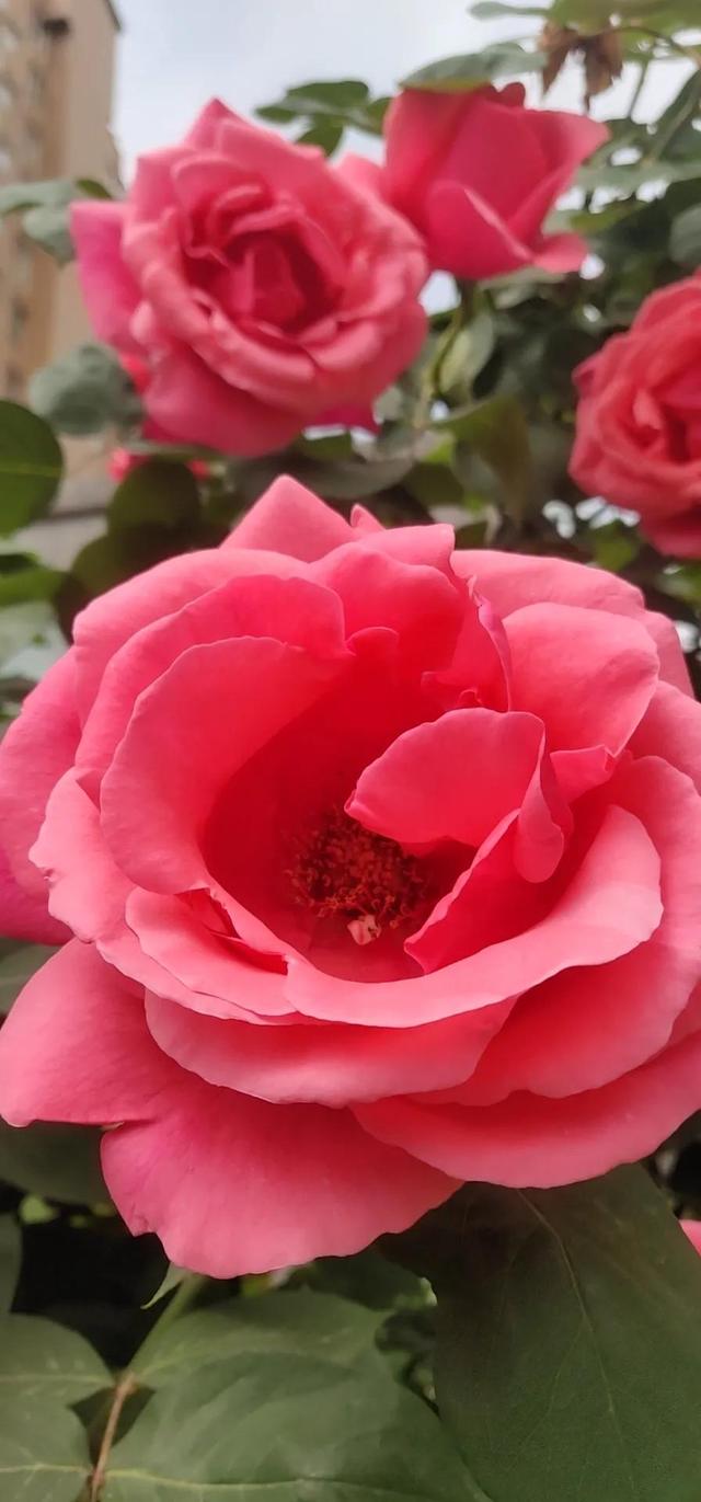 美丽的鲜花，姹紫嫣红，芬芳扑鼻，令人心情愉悦