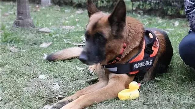 搜救犬有多厉害？为什么要让它参与东航MU5735搜救工作呢？