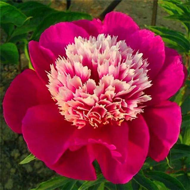 花的世界，芬芳美丽；醉了眼眸，美了心情