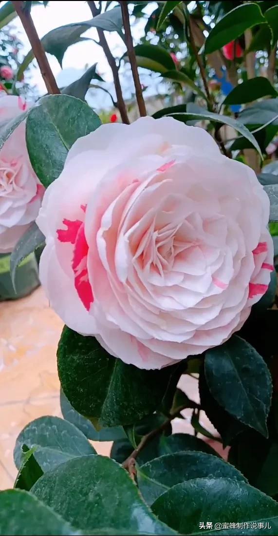 留一份闲情与花草为伴，存一份美好与愉悦的心情