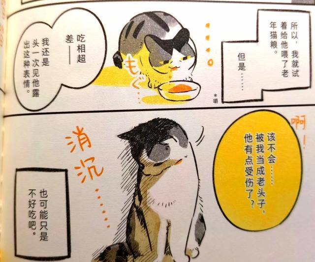 《我的猫，十二岁》世间最长情的告白，它陪你长大，你陪它变老