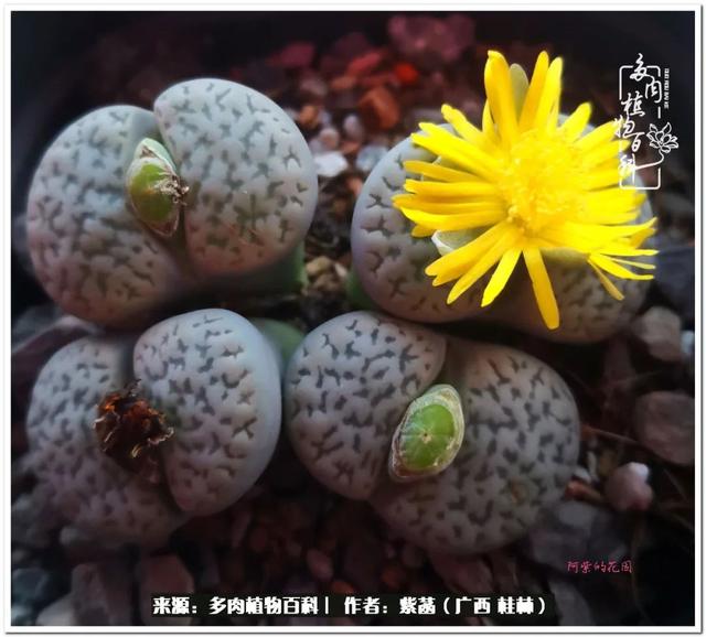 大型制砂机给力富贵机械
