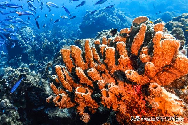 如果把地球的一生浓缩成一天，会发生什么？超出你想象的地球故事