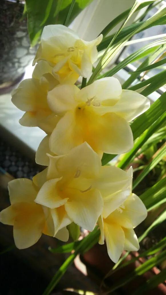 分享图片，芬芳美丽香雪兰