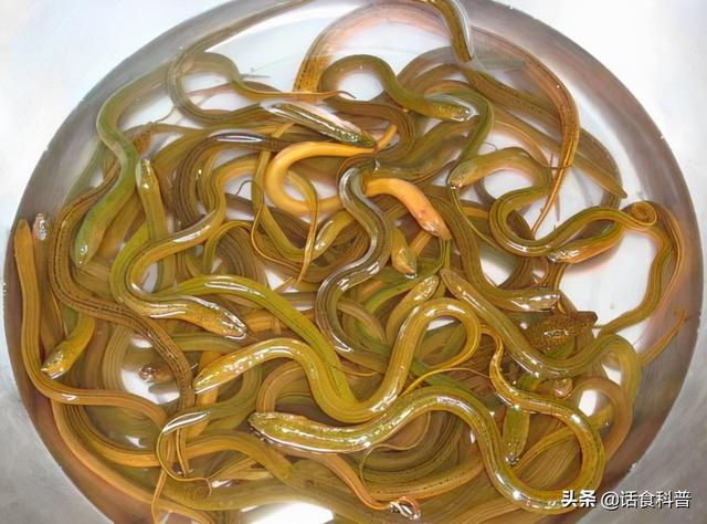 黄鳝对人有什么好处？