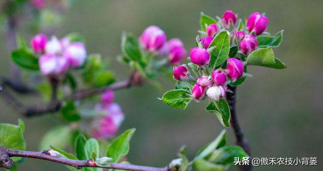 苹果花蕾露红一定要打药，如何选药、配药、打药保证安全和效果？