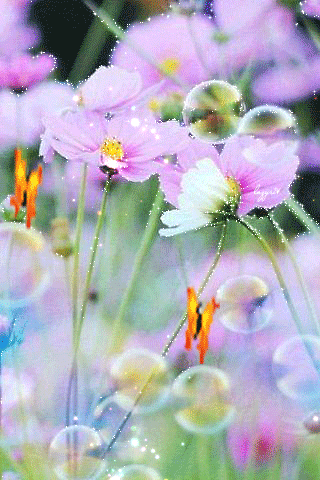 快乐常伴美丽的动态花朵，它代表吉祥和鸿运送给正在欣赏的人