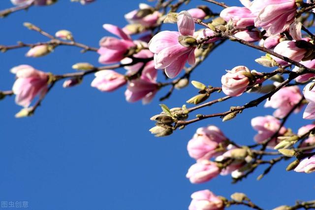 木兰花花语