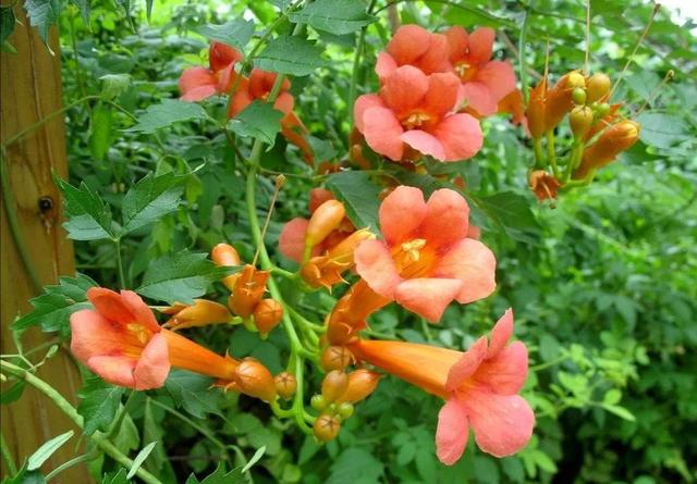 凌霄花开红艳艳