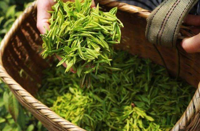 建议中老年人，不管有钱没钱，这4种茶不要碰，口感差，还丢面儿