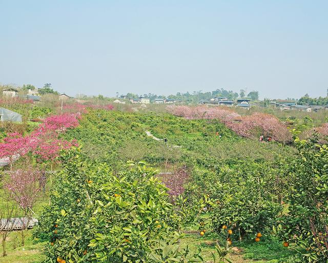 重庆市花