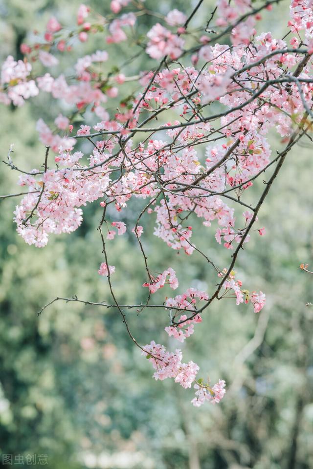 三月：春来无恙，次第花开，等闲识得东风面，万紫千红总是春
