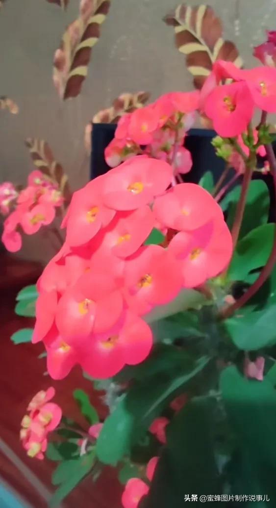 阳春三月，万花丛中娇美溢，千朵万朵压枝低