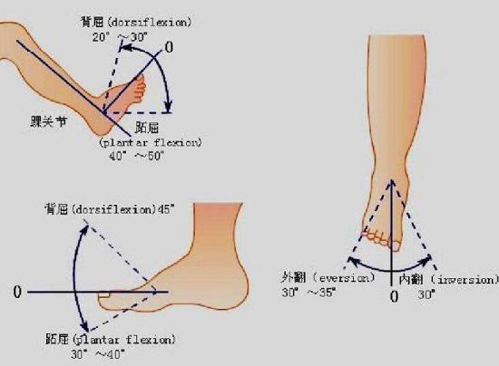 伸筋草的功效与作用  伸