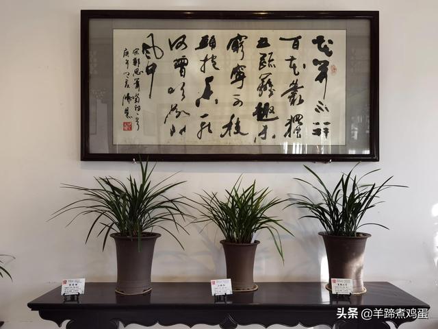 未等冬寒至 梅已報春香——北京中山公園臘梅提前綻放 盡顯芬芳