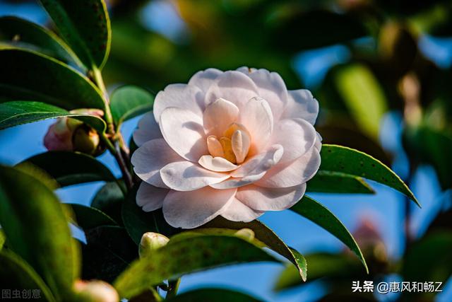 中视频伙伴计划赚钱是真的吗从哪儿发布，抖音说的中视频伙伴计划赚钱是真的吗？