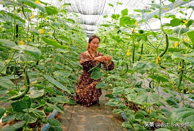 种植什么最赚钱