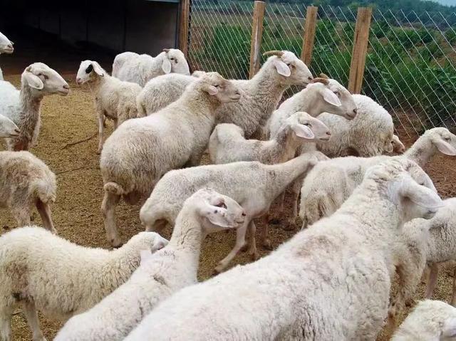 情侣住荒野7年租30亩地自耕自食