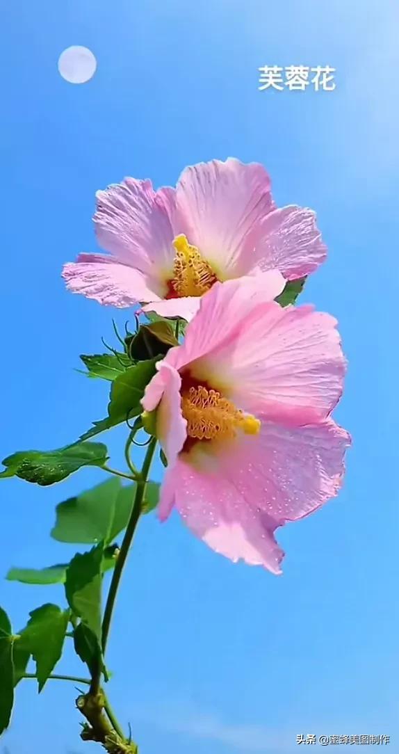 一花一叶即菩提，一草一木皆有情
