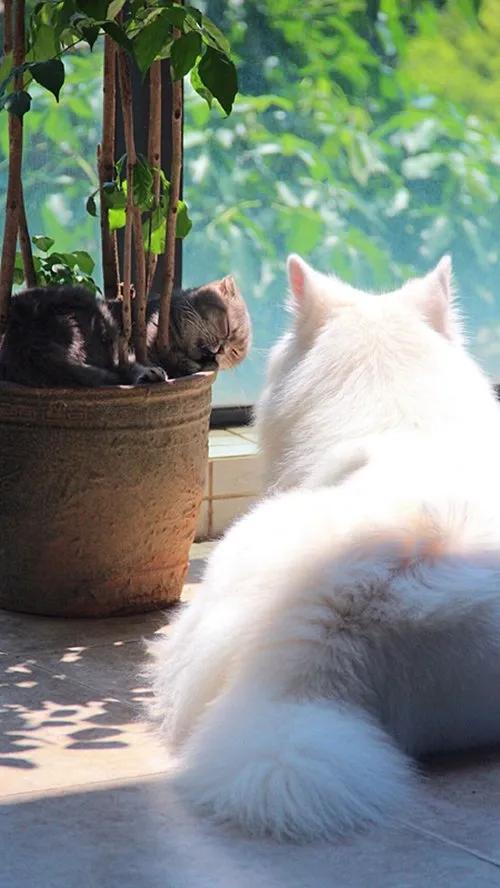 午后的休闲时光唯美句子慵懒午后的唯美句子