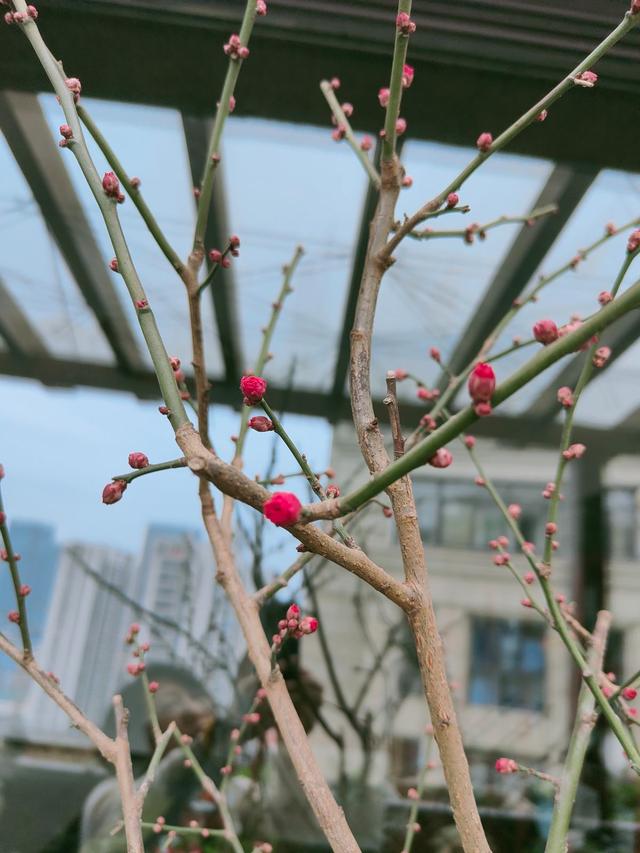 家里养梅花好吗