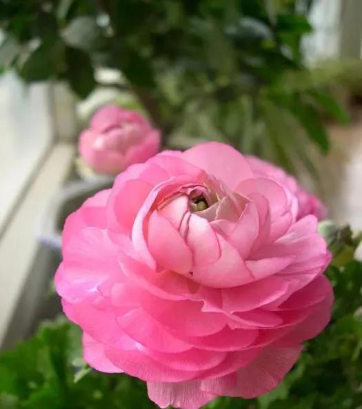 花的世界，芬芳美丽；醉了眼眸，美了心情
