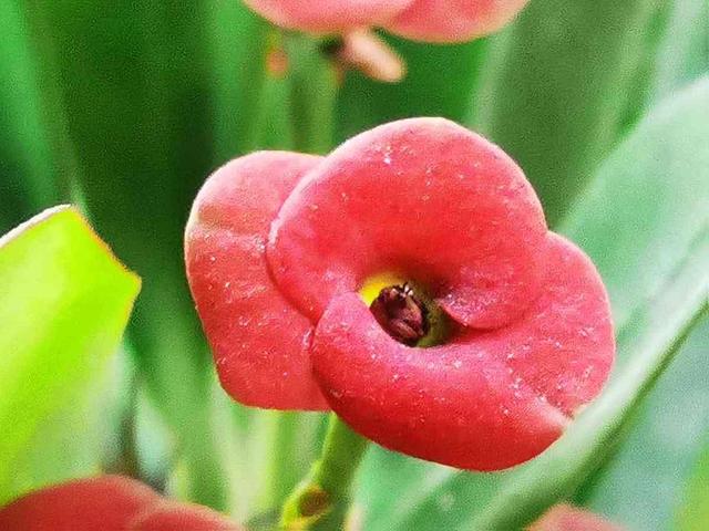 春天的花 春天的花（春天的花教案） 生活