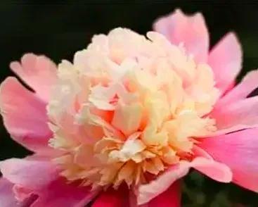 五彩缤纷的芍药花让人赏心悦目