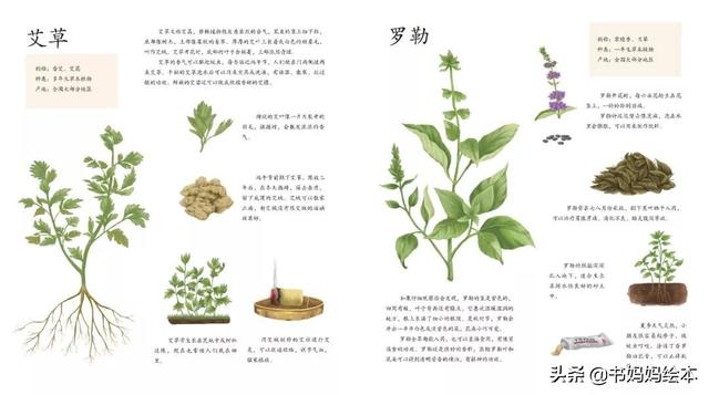 10本植物科普书籍推荐，让孩子在家也能探索大自然的奥秘