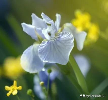 散文：飘在清晨里的那抹暗香
