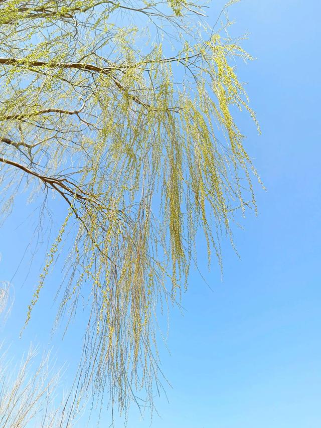 散文：在疫情居家的日子，开一朵心花香