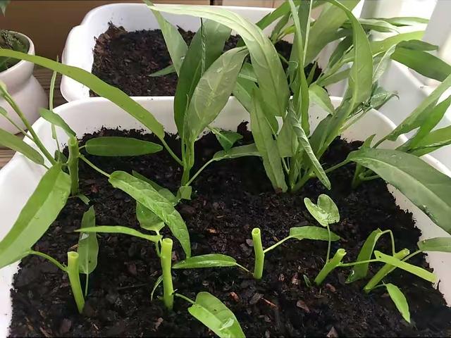 空心菜种植 空心菜种植（空心菜种植技术） 生活