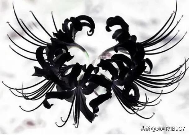 黑色彼岸花图片