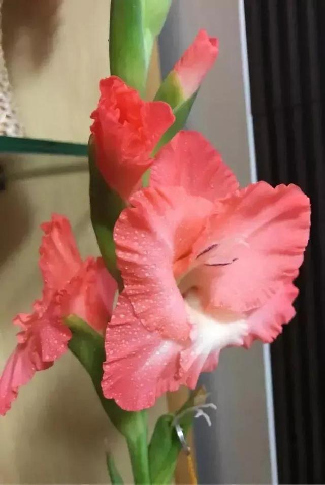 给我鼓掌掌，智慧精灵撒花了