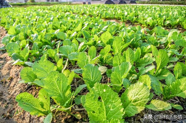 清明节快到了，这些瓜果蔬菜准备种植了，但要注意几点