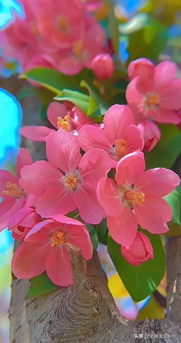 鲜花，因盛开而芬芳，因走过而醉人